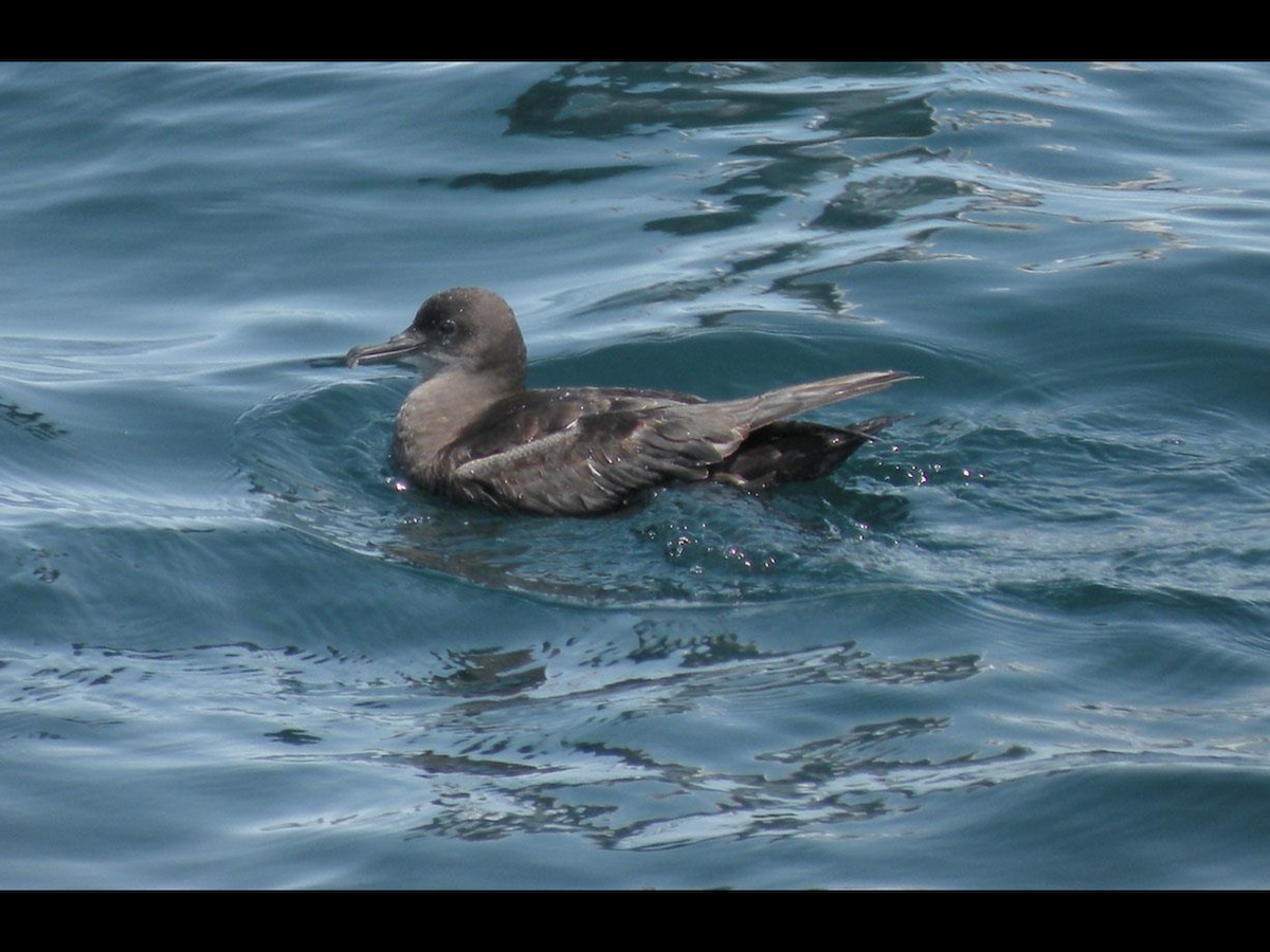 Sooty Shearwater - ML37855931