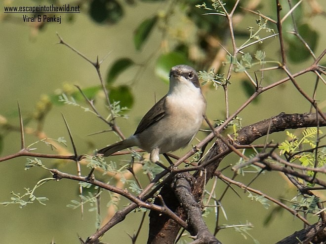 Lesser Whitethroat - Pankaj Maheria