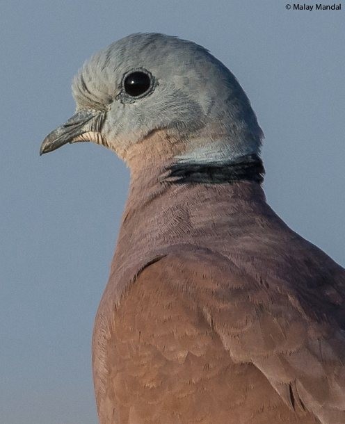 Red Collared-Dove - Malay Mandal
