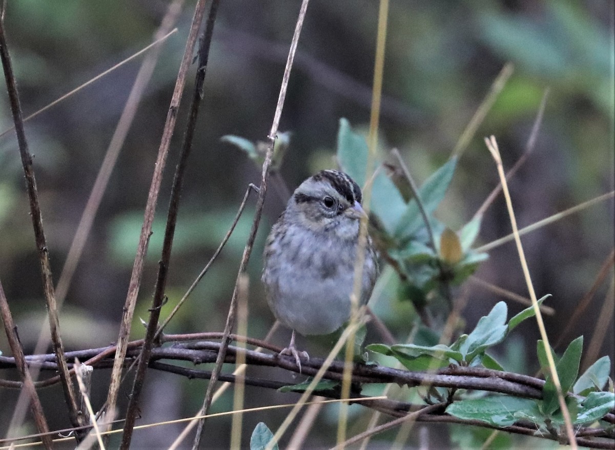 Swamp Sparrow - Ronald Majors