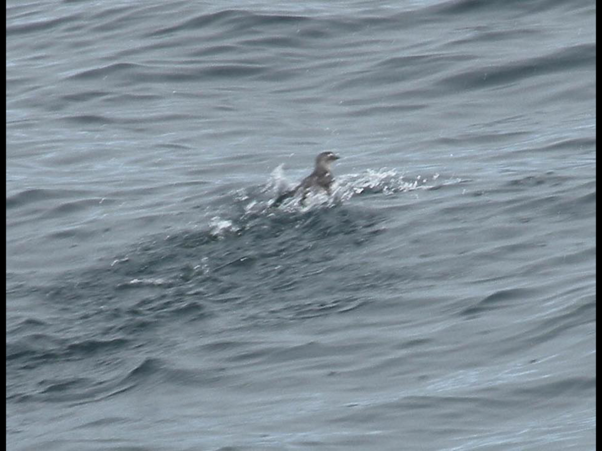 Cassin's Auklet - ML37856121