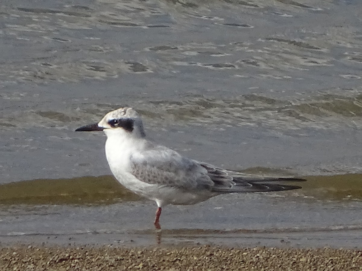 Forster's Tern - ML378561571