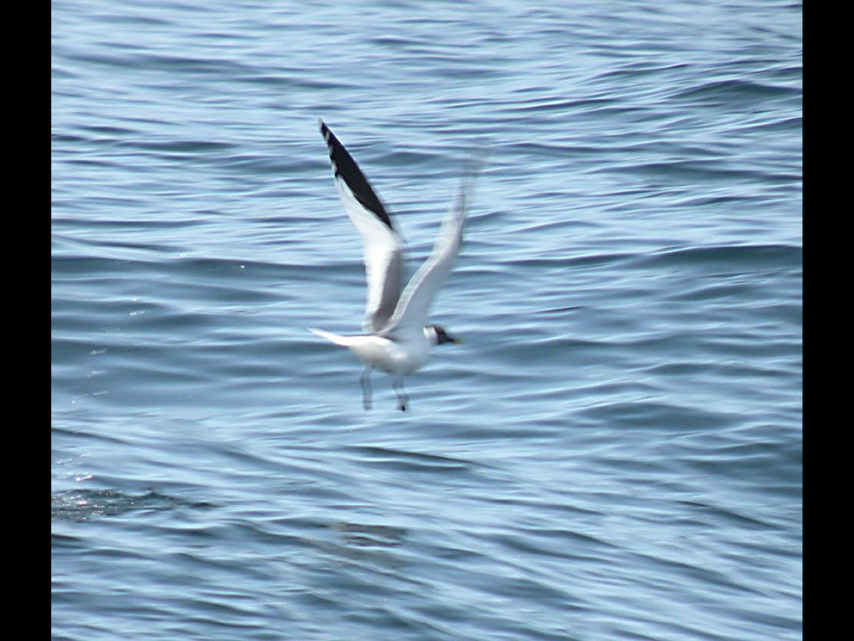 Sabine's Gull - ML37856211