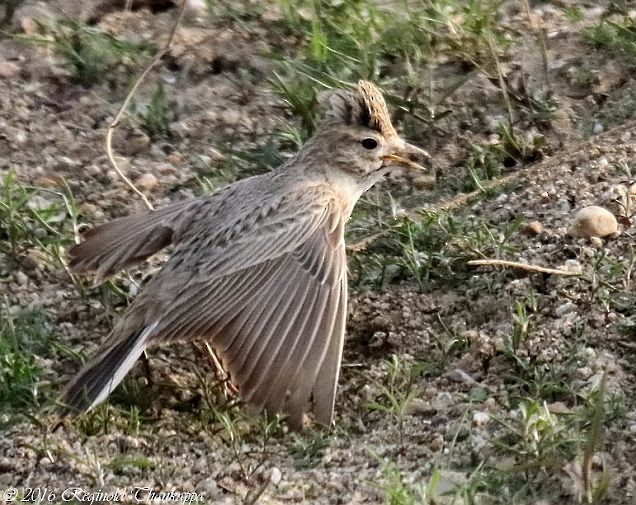 Sand Lark - ML378564321