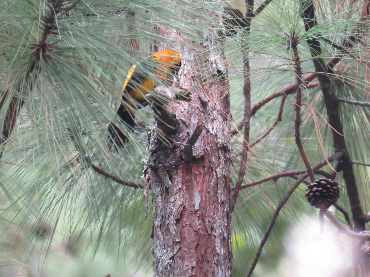 Yellow-backed Oriole - ML378565281