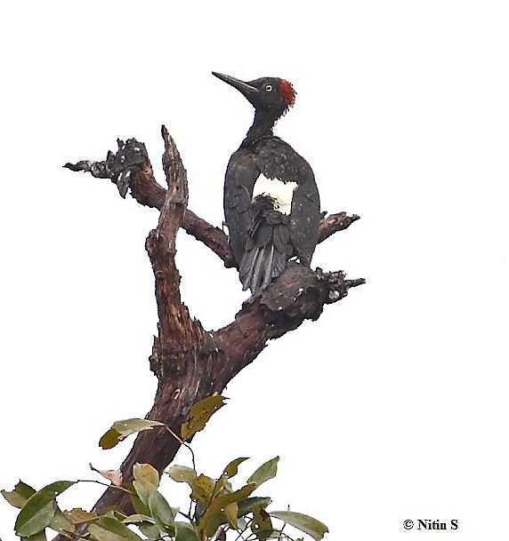 White-bellied Woodpecker - ML378566511