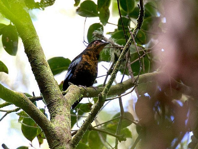Sumatran Cochoa - ML378567691