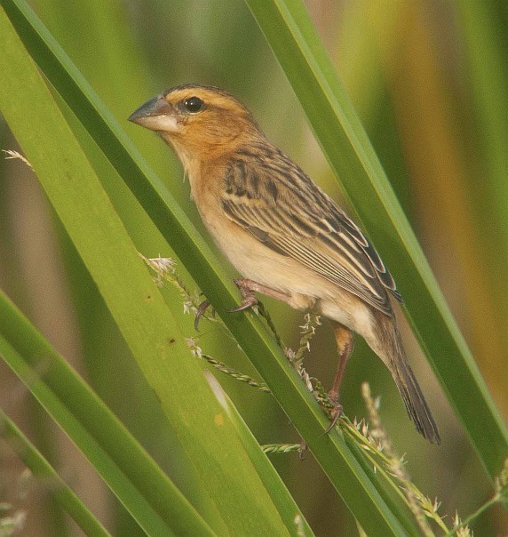 Asian Golden Weaver - ML378567721
