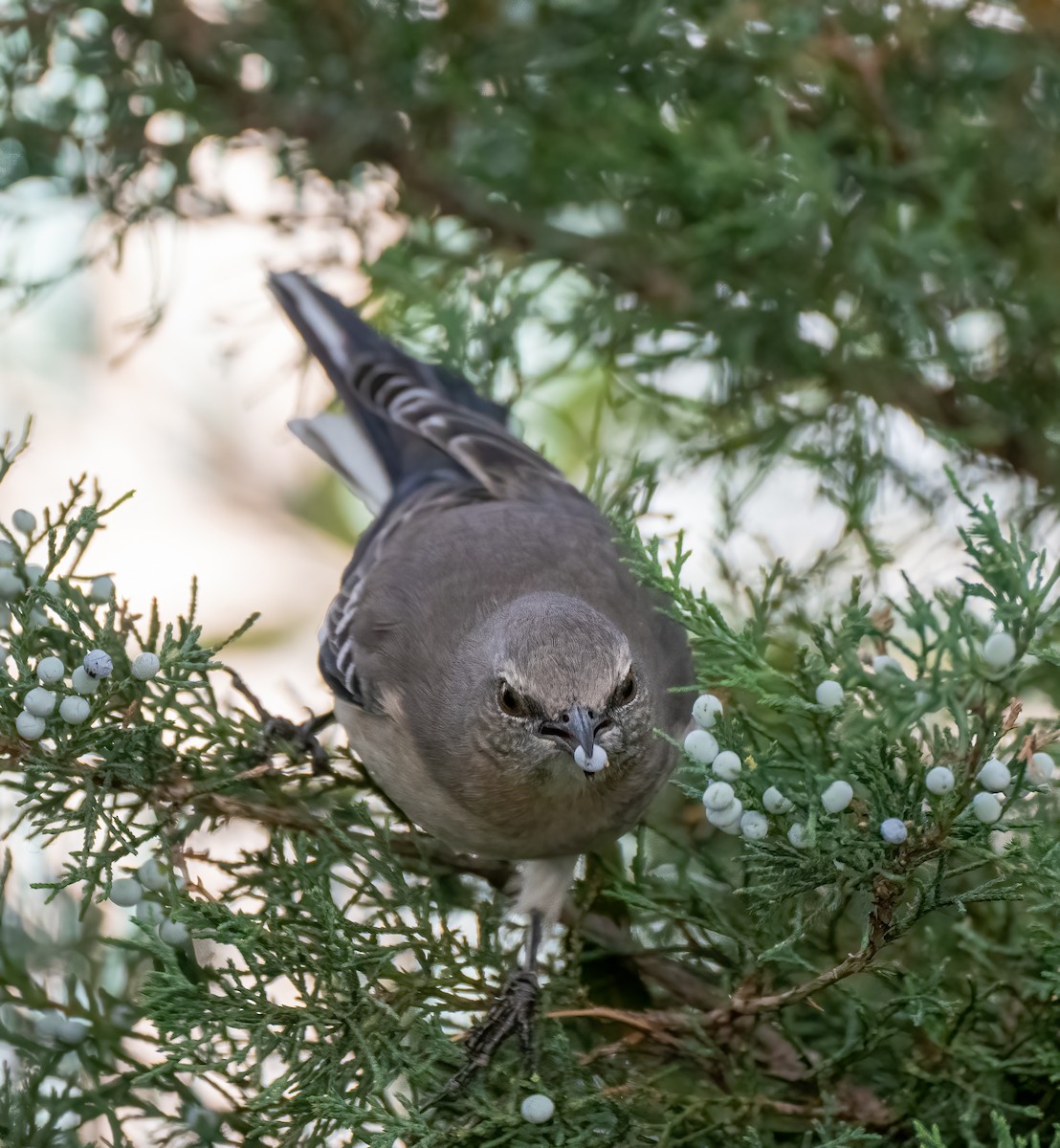 Northern Mockingbird - ML378568671