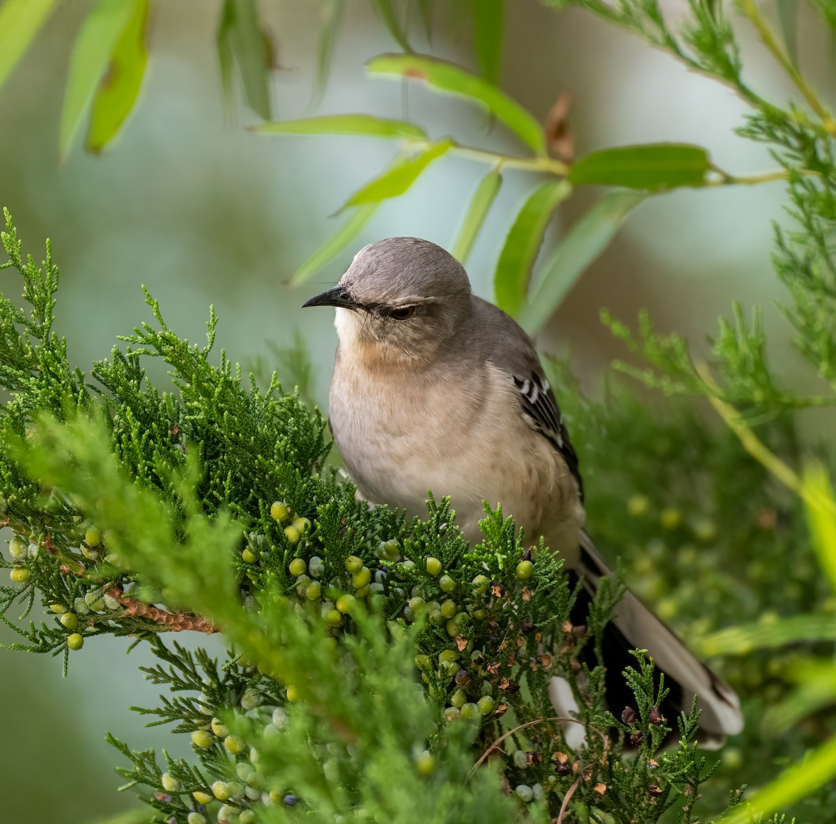 Northern Mockingbird - Scott Murphy