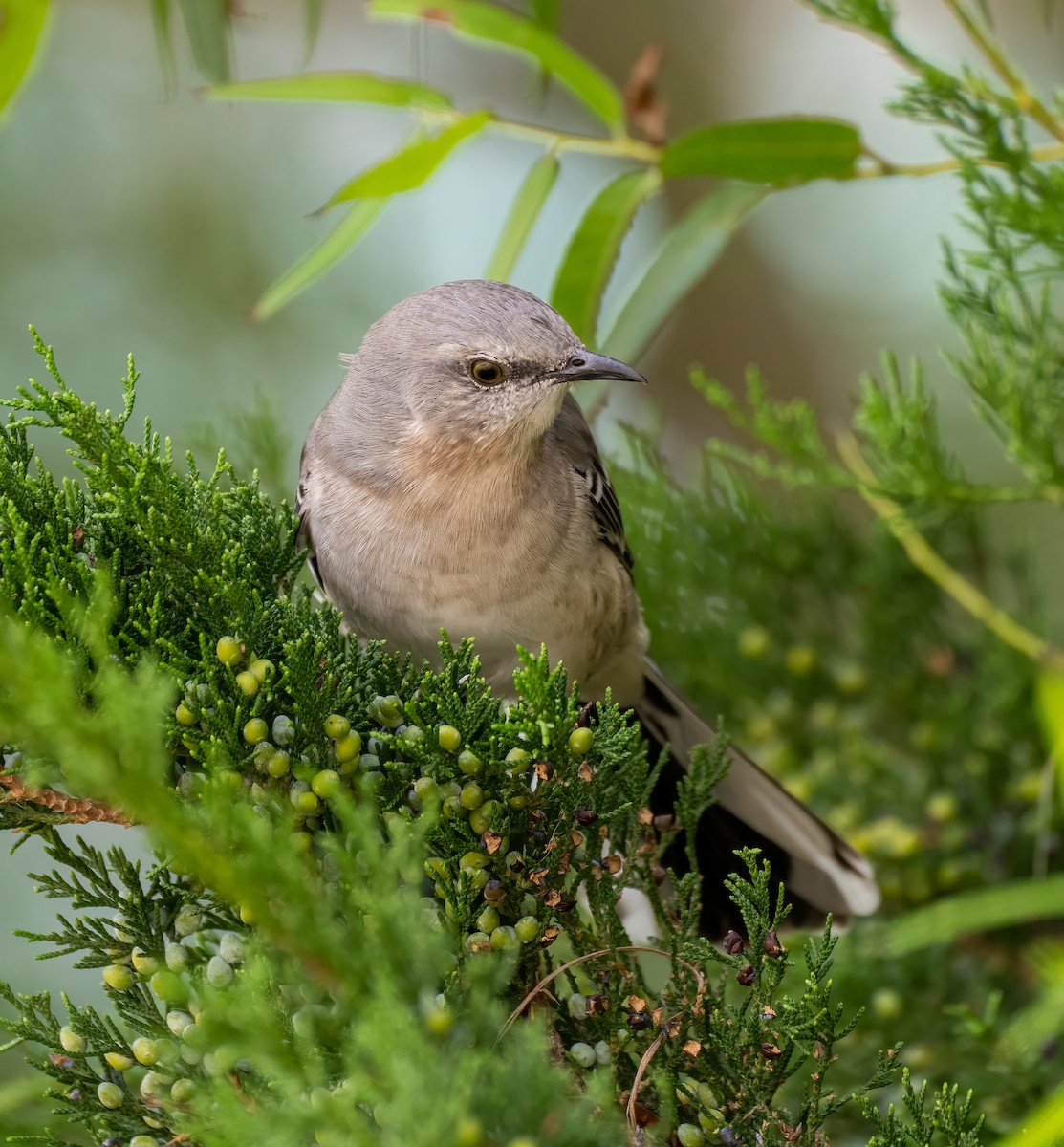 Northern Mockingbird - Scott Murphy