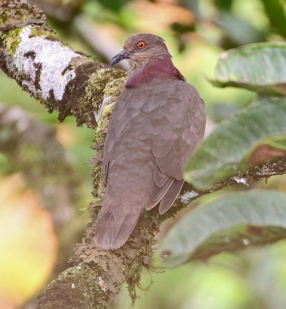Mindanao Brown-Dove - ML378568991
