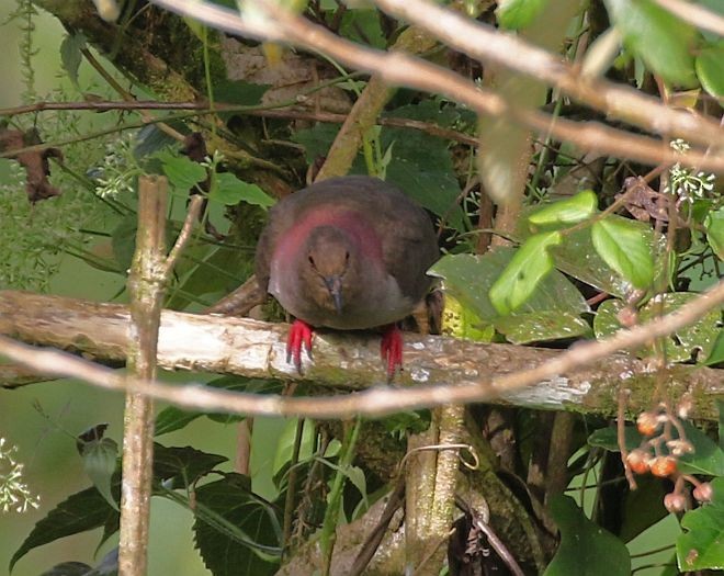 Mindanao Brown-Dove - ML378569011
