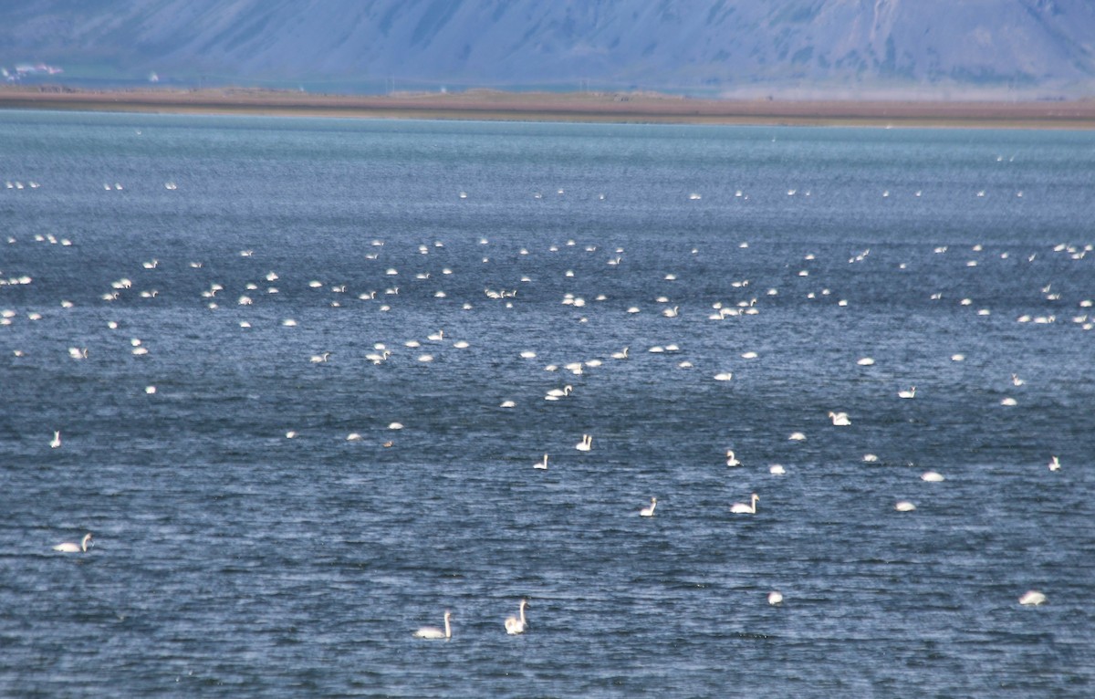 Whooper Swan - ML378570481