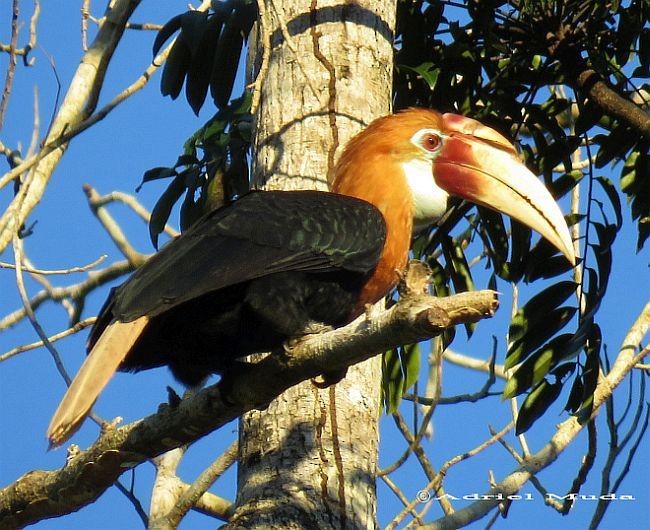 Blyth's Hornbill - ML378570631