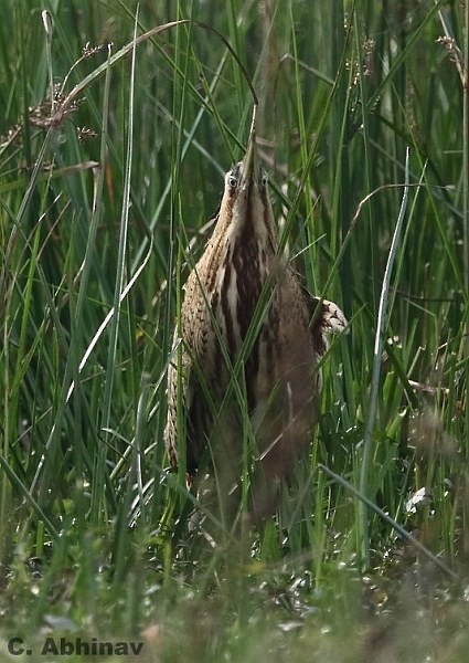 Great Bittern - C. Abhinav