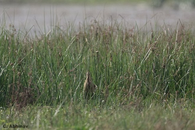 Great Bittern - ML378570791