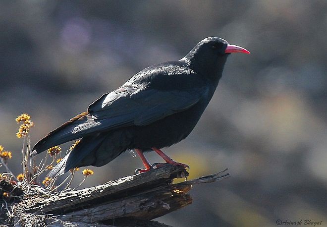 Belatxinga mokogorria [pyrrhocorax Taldekoa] - ML378570991