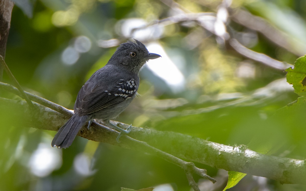 Upland Antshrike - David F. Belmonte