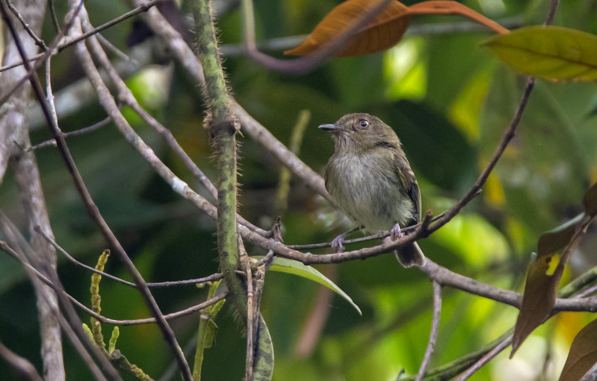 Yungas Tody-Tyrant - ML378572591