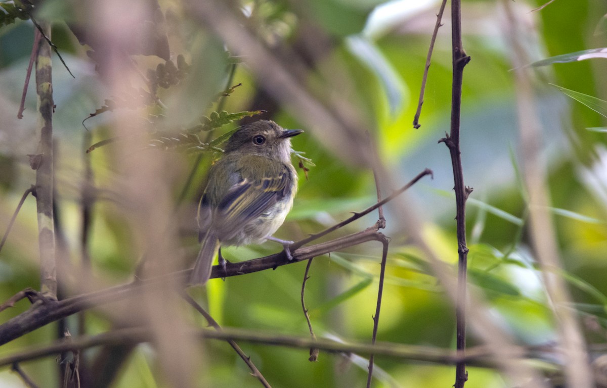 Yungas Tody-Tyrant - ML378572611