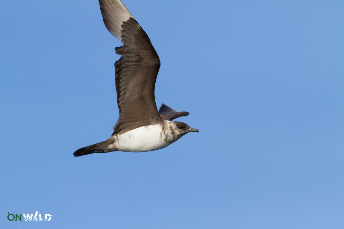 Parasitic Jaeger - ML378575011