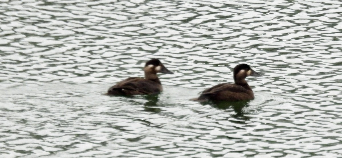 Surf Scoter - ML378575081