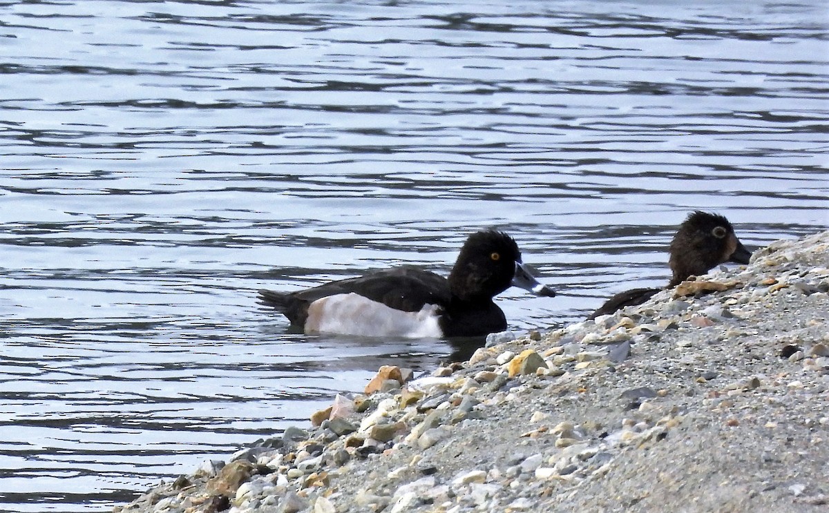 Ring-necked Duck - ML378575511