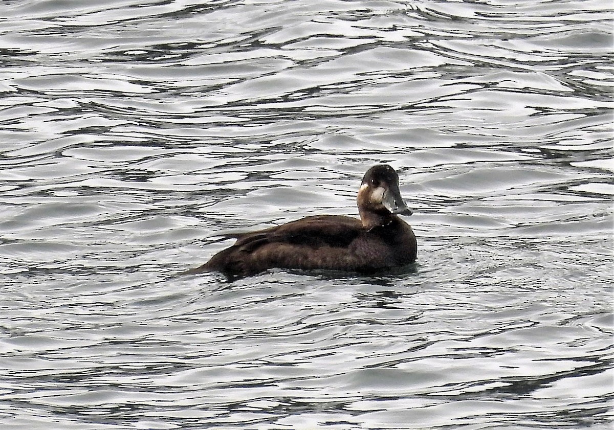 Surf Scoter - ML378575621