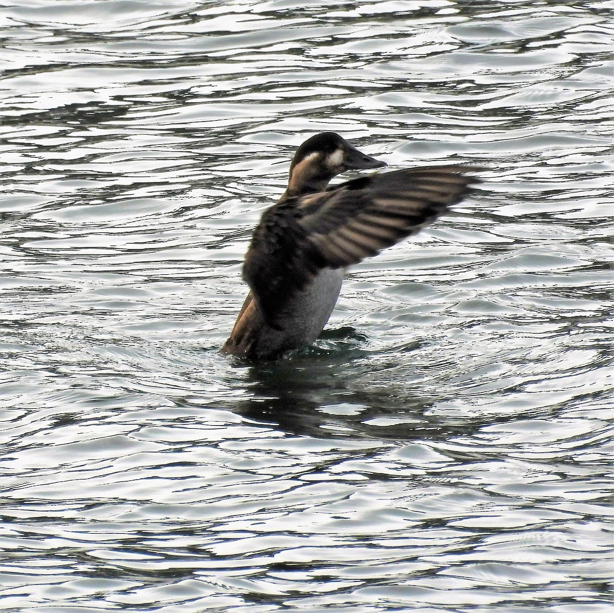 Surf Scoter - ML378575681