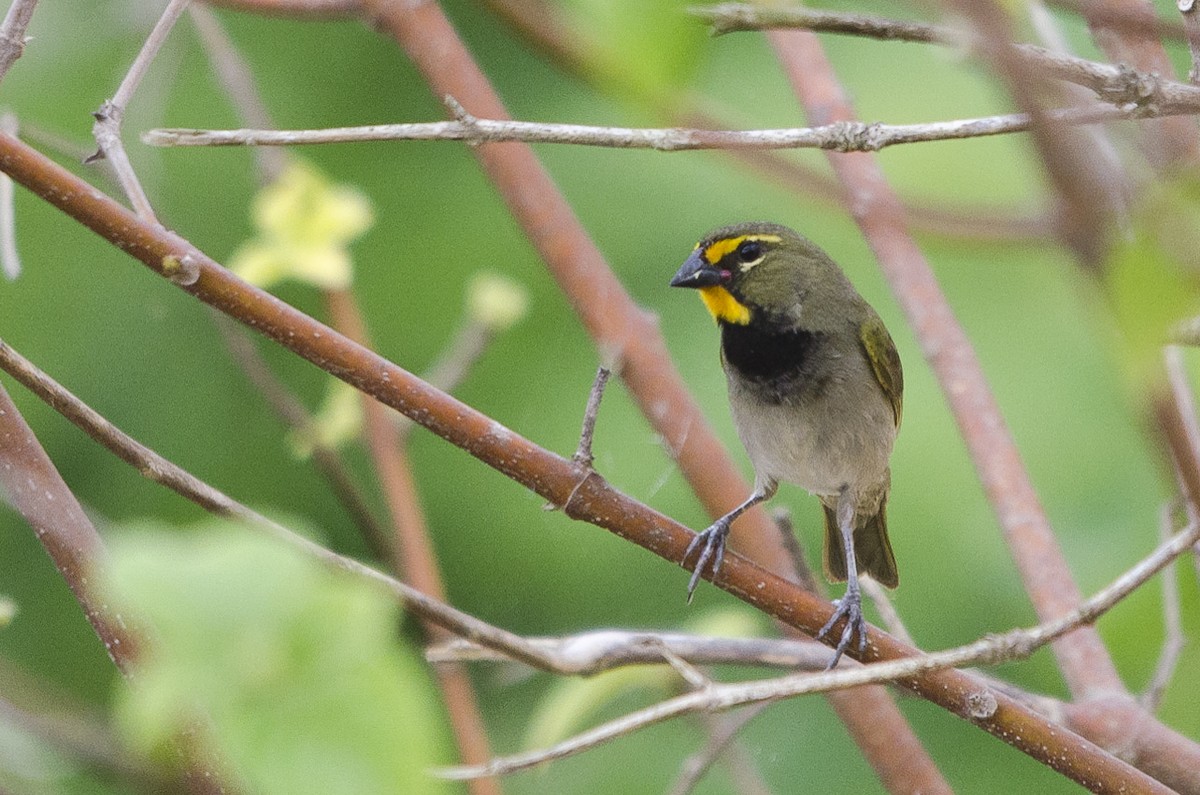 Yellow-faced Grassquit - ML37857571