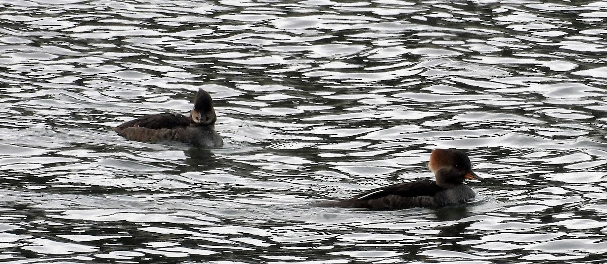 Hooded Merganser - ML378575771