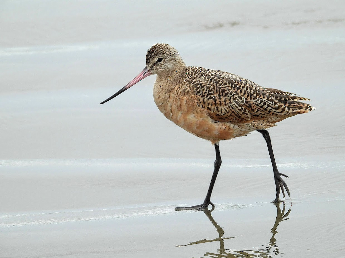 Marbled Godwit - ML378575821