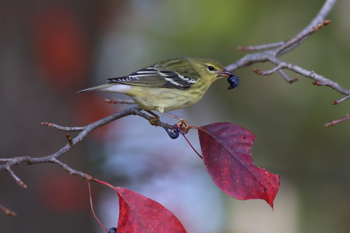 Blackpoll Warbler - ML378575891