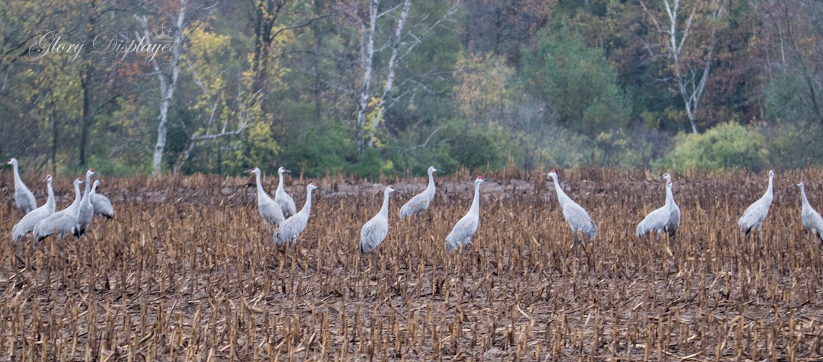 Sandhill Crane - ML378576081