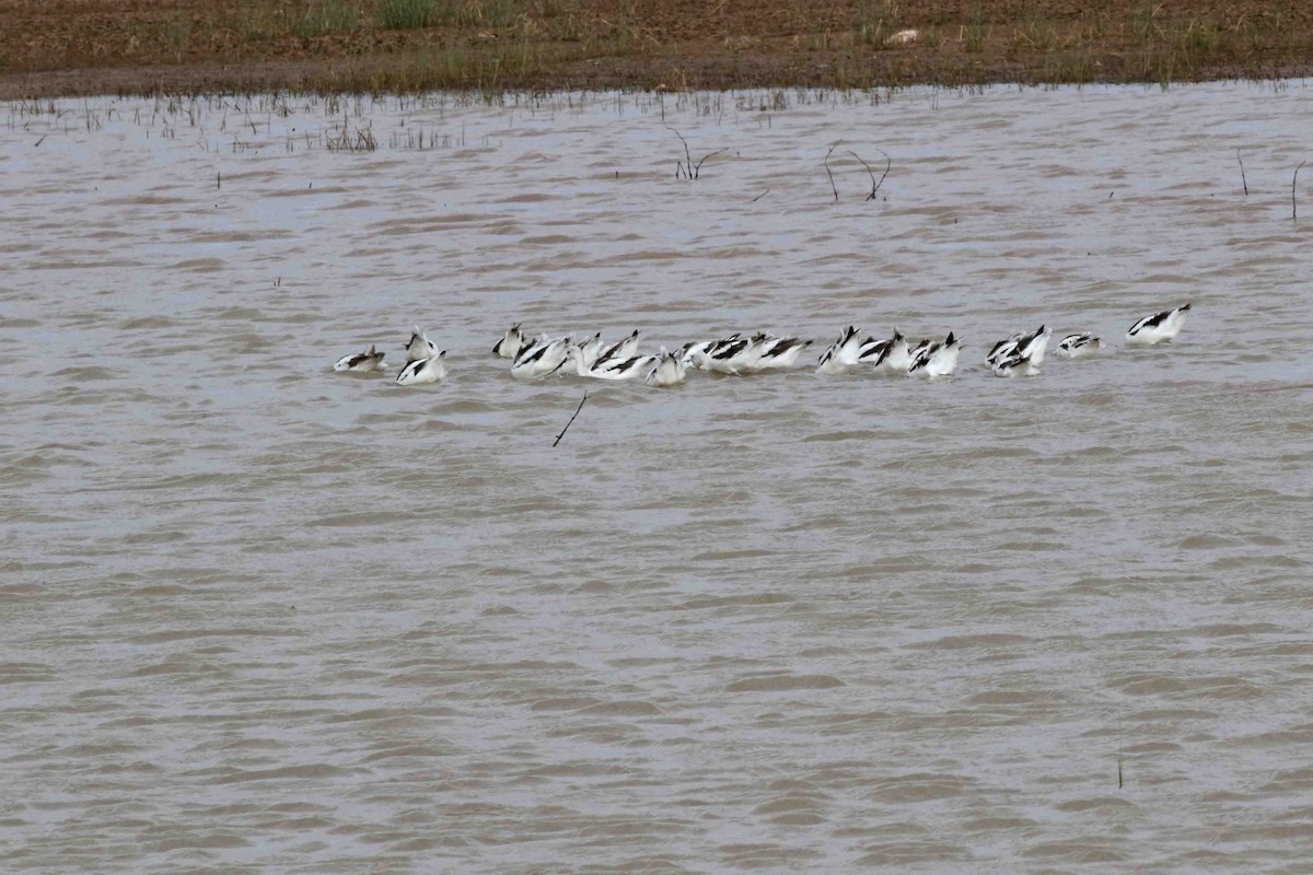 American Avocet - ML378576201