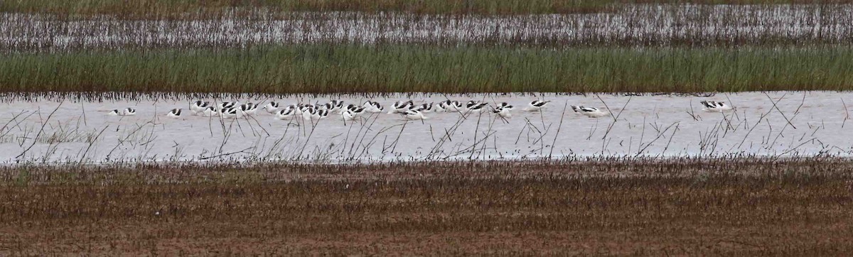 American Avocet - ML378576291