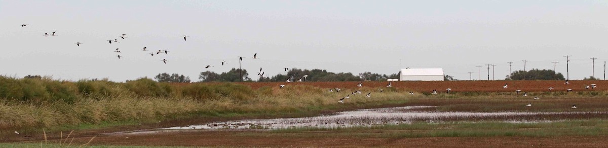 American Avocet - ML378576341