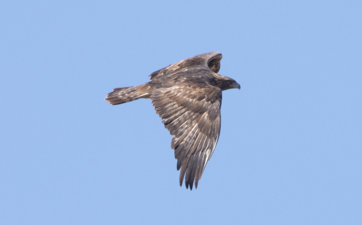 Golden Eagle - ML378576881