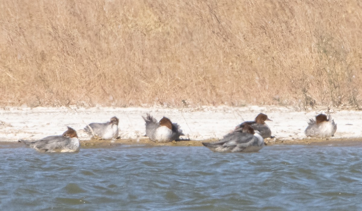 Common Merganser - ML378576921