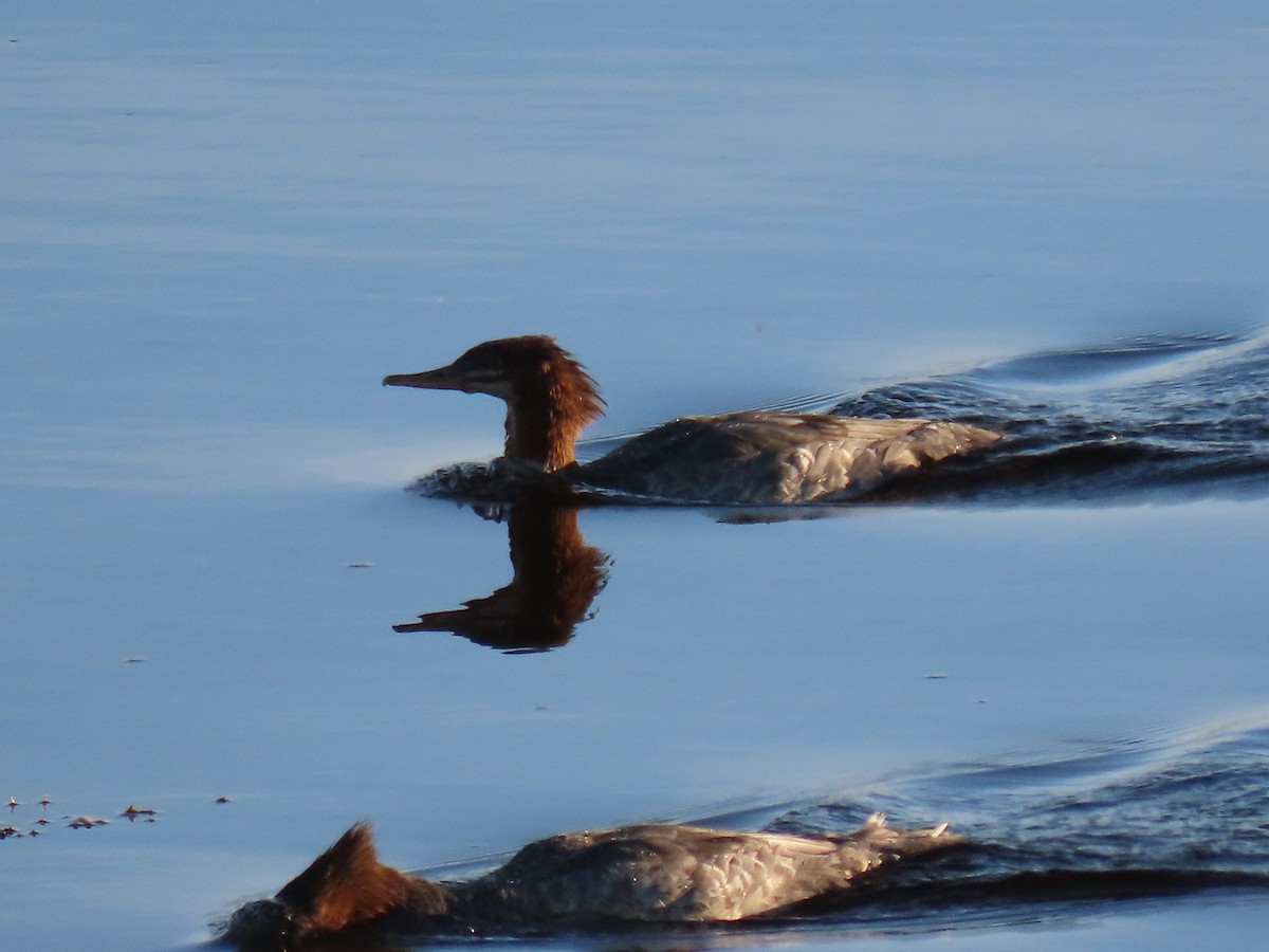 Common Merganser - ML378578131