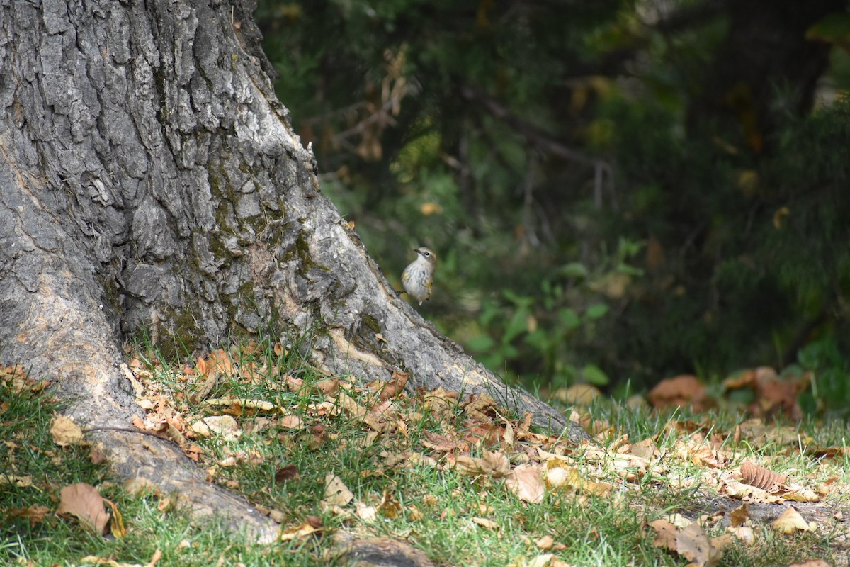 Yellow-rumped Warbler - ML378578411