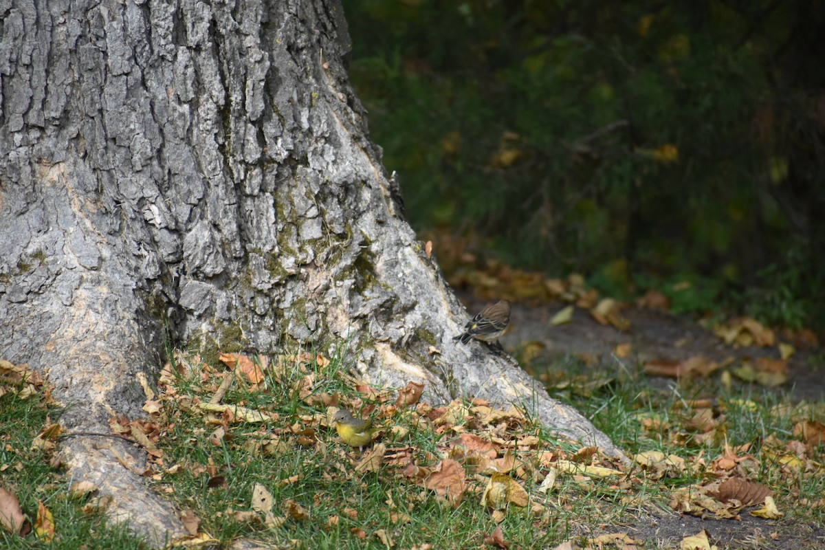 Yellow-rumped Warbler - ML378578481