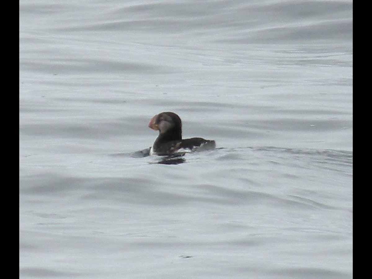 Horned Puffin - ML37857871