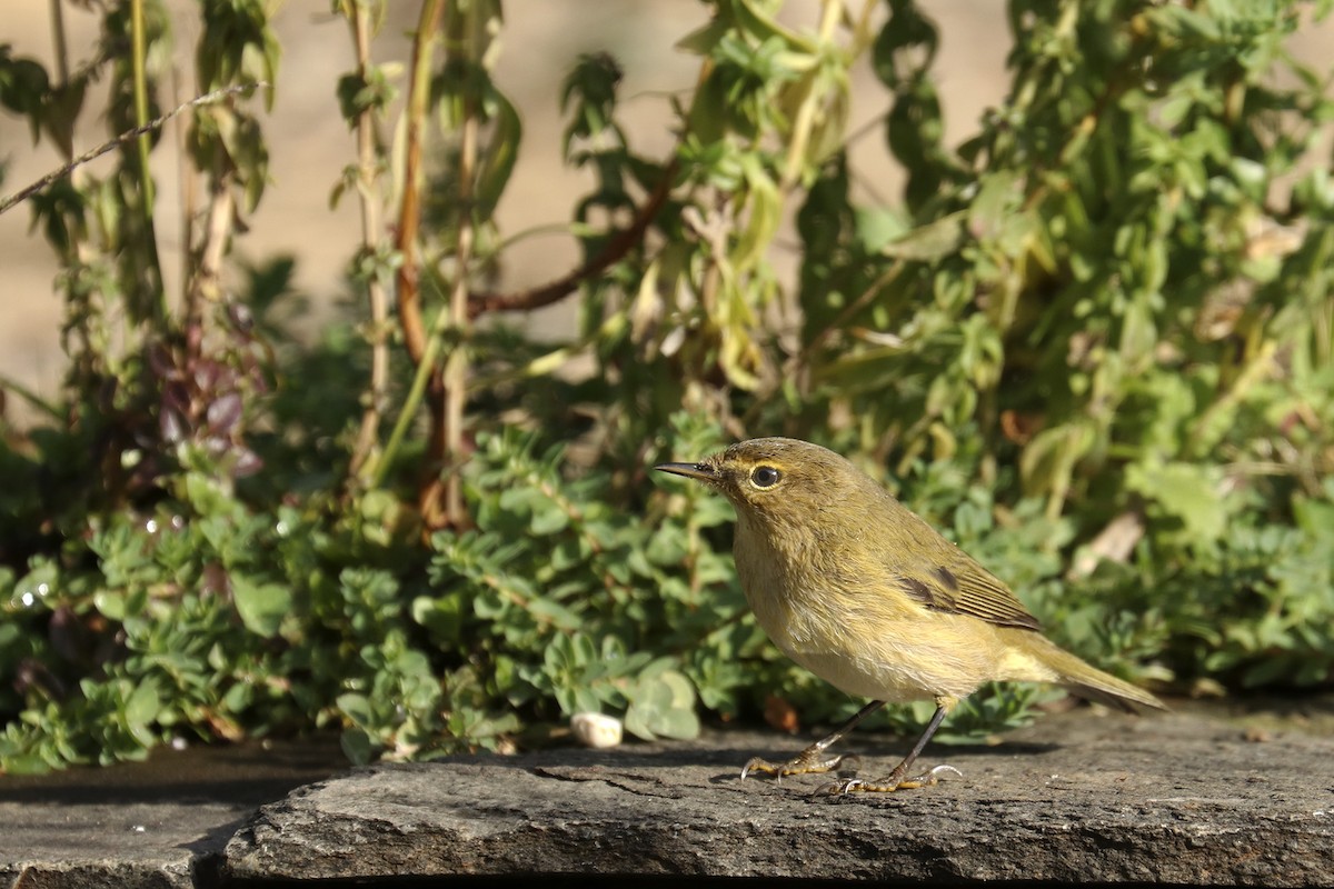 Willow Warbler - ML378578751