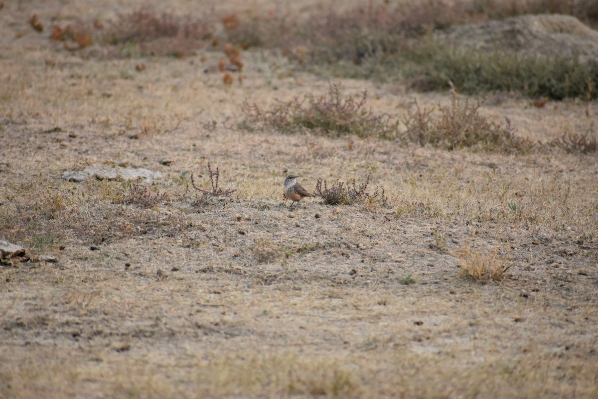 Rock Wren - Jack  DeMarais