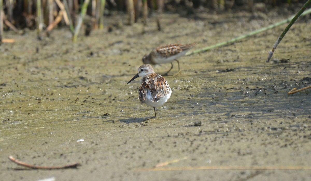 Western Sandpiper - ML378580221