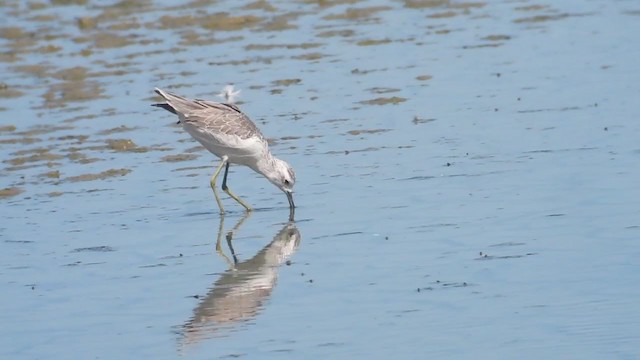 Teichwasserläufer - ML378580371