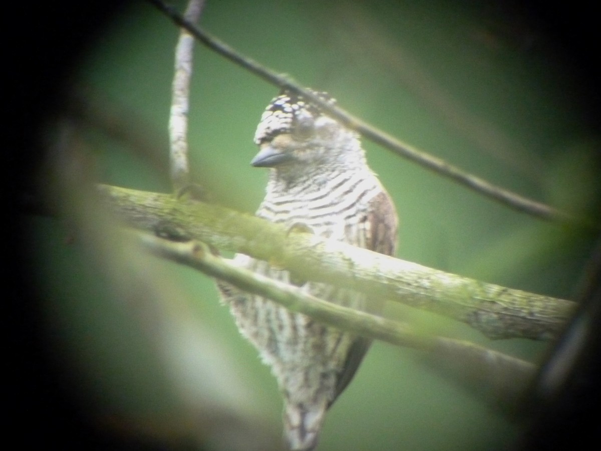 Ecuadorian Piculet - ML37858041