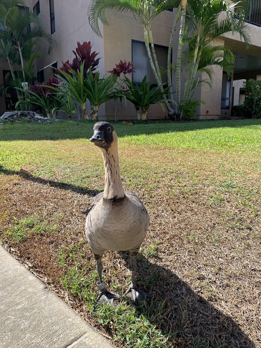 Hawaiian Goose - ML378580521